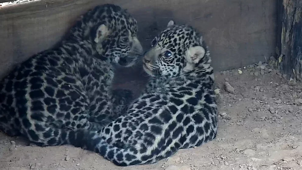 LWHSTXKGENBDPEKSJGRZUYYS3Q