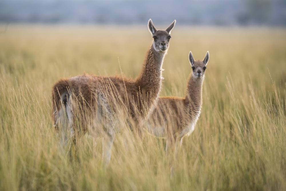 guanacos