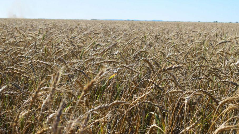 5fc1c7428df13_907_510!