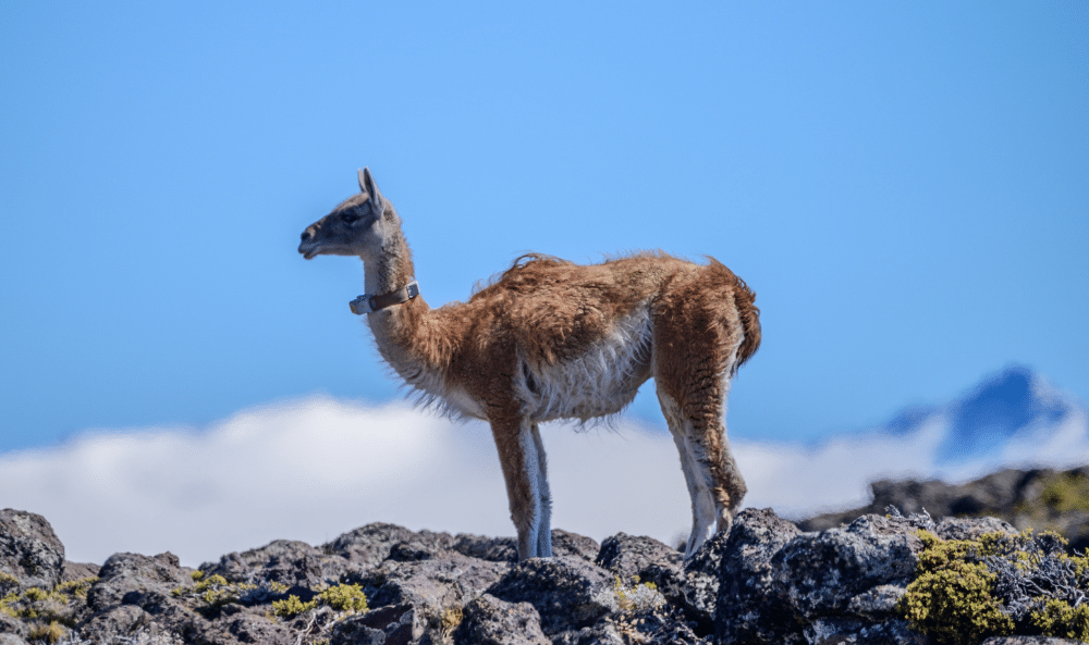 Guanaco con collar - foto de Fundacion Rewilding Argentina