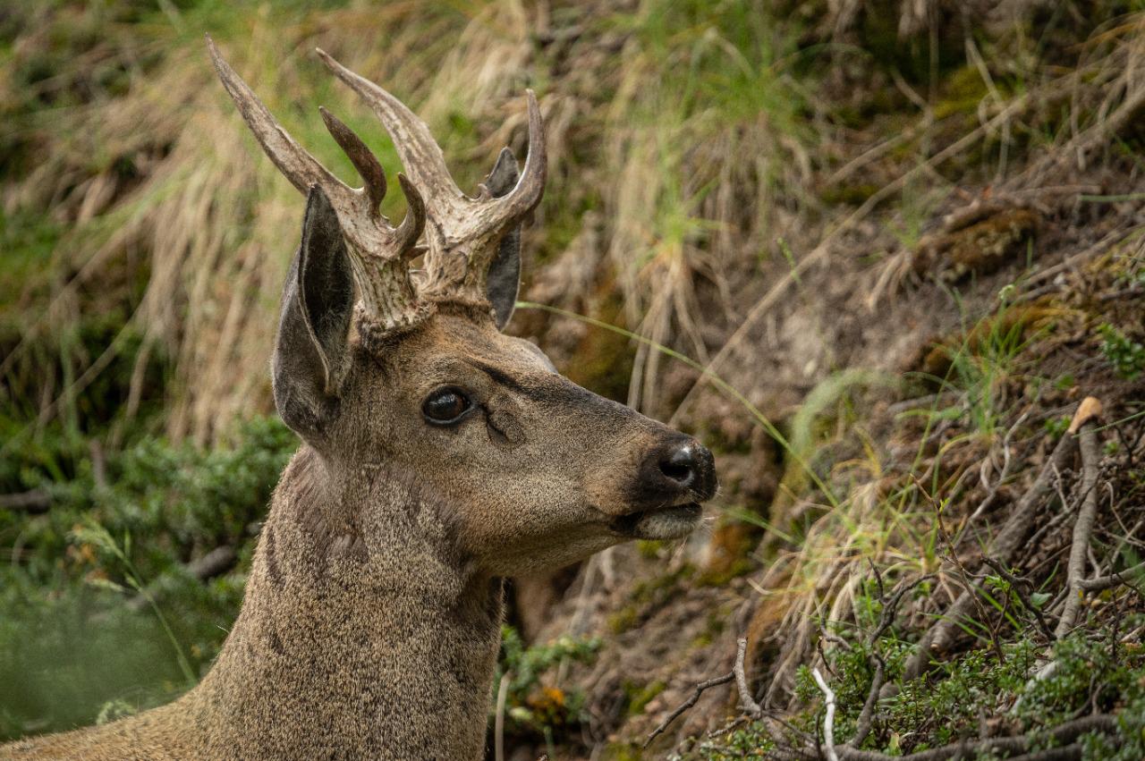 HUEMUL 02 FRANCO BUCCI