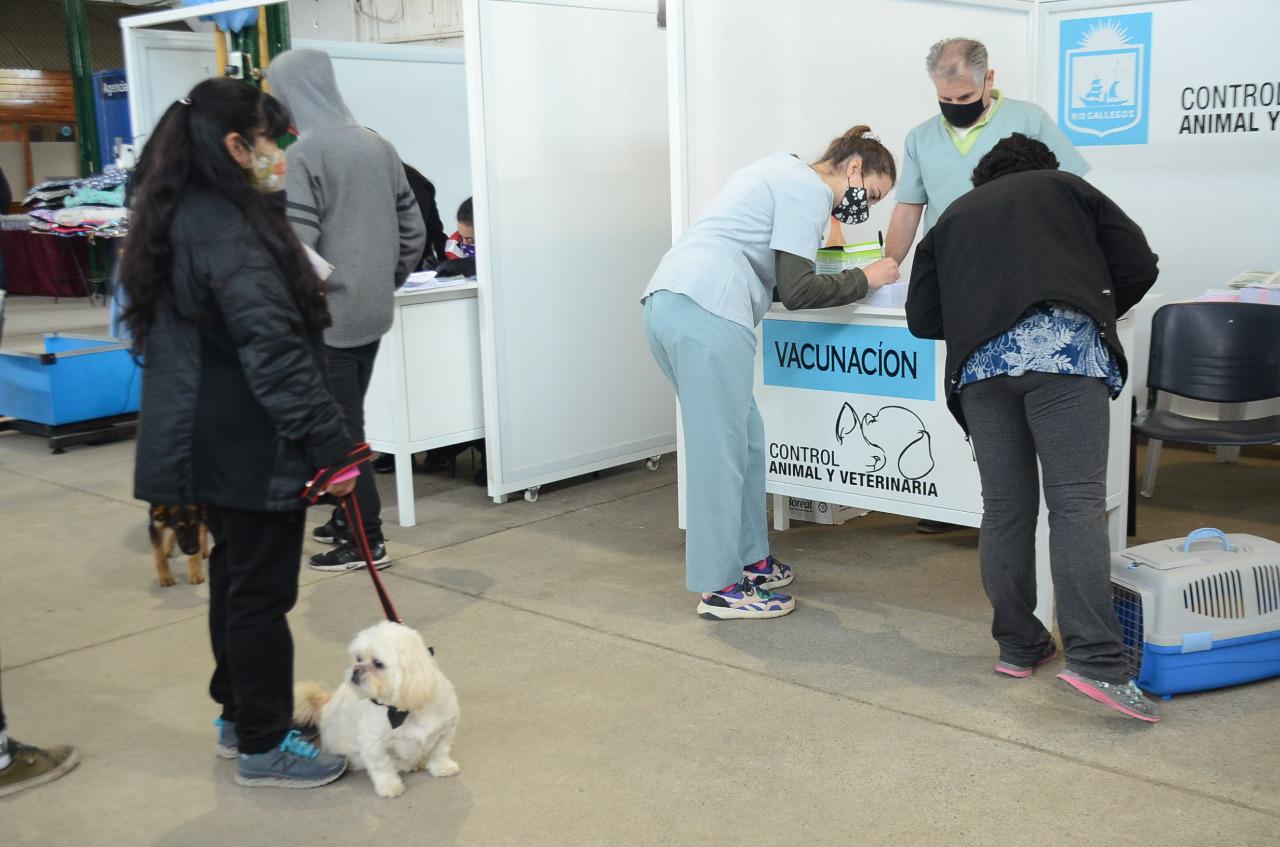 castracion-y-expo-animal-en-la-rural-perros-gatos-animales-rio-gallegos-62
