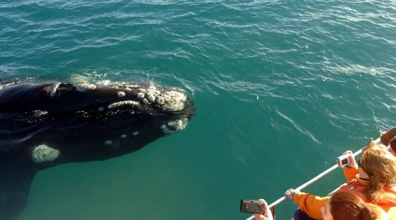 avistamiento_de_ballenas_1.jpg_1956802537