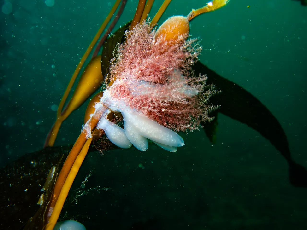 La importancia de los bosques de algas - Caro Pantano