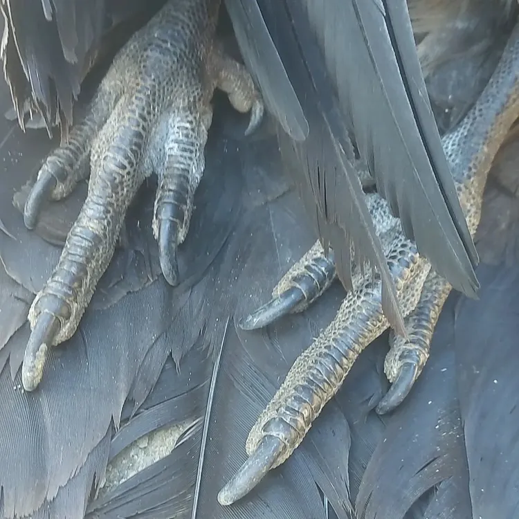 530681040_17994324623818788_6049664082570689782_n