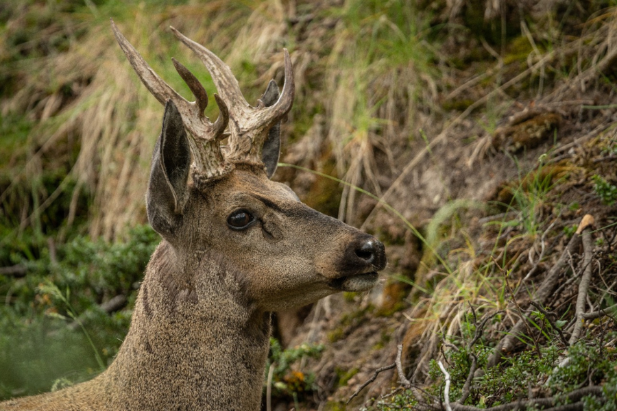 HUEMUL SANTA CRUZ