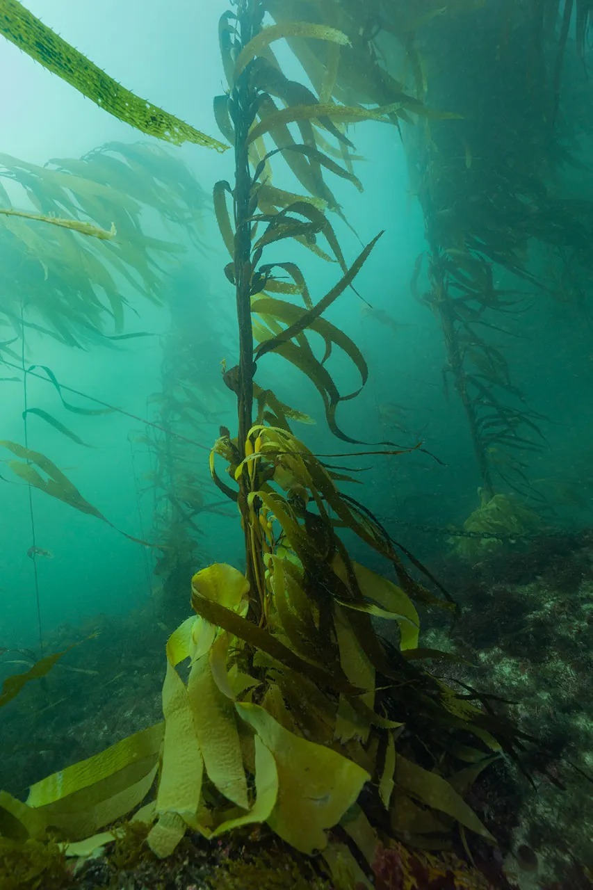 Bosque de algas - Cristian Lagger