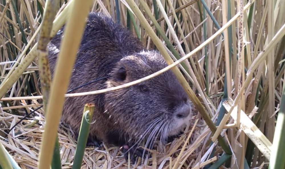 multimedia.normal.a55703875c930baf.636f69706f5f6e6f726d616c2e706e67