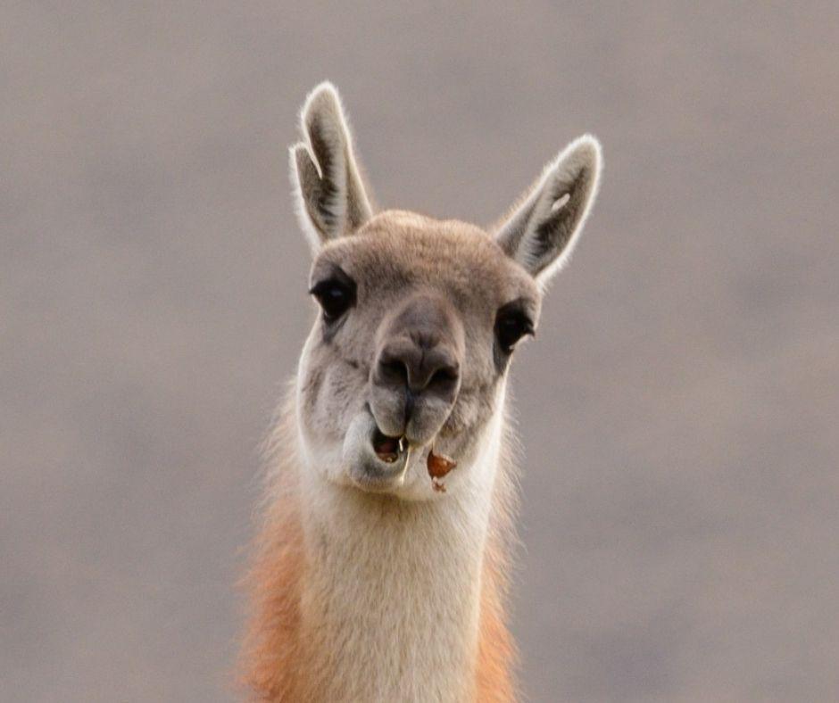 GUANACO
