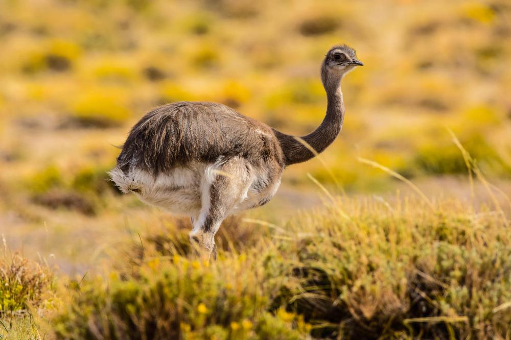 Choique - foto de Franco Bucci 