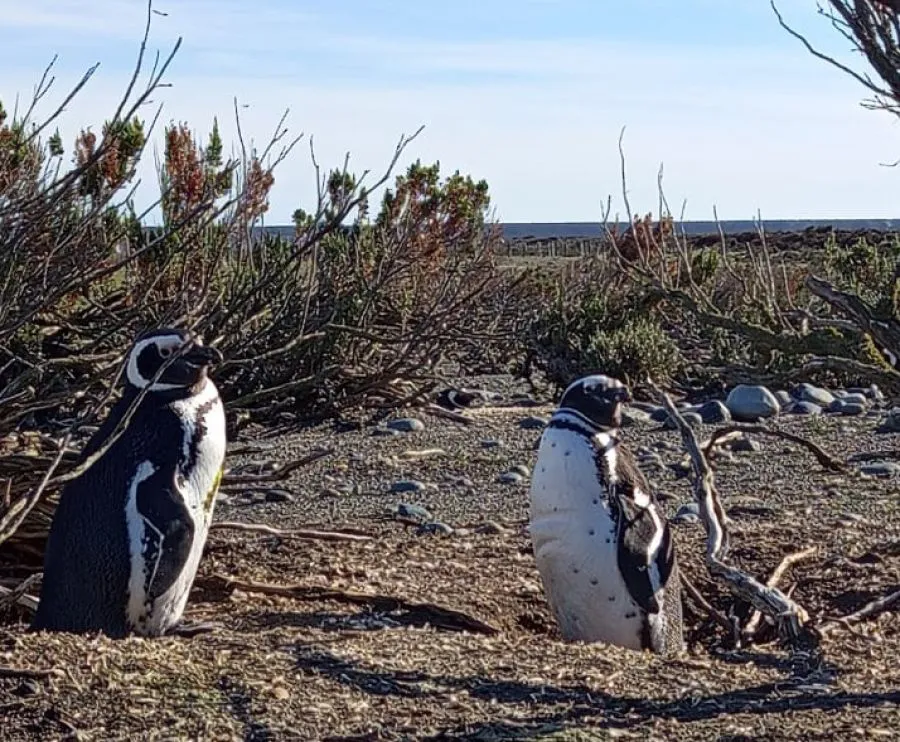 1877ce8856c0a36b3af9e2d4e4473aca_XL