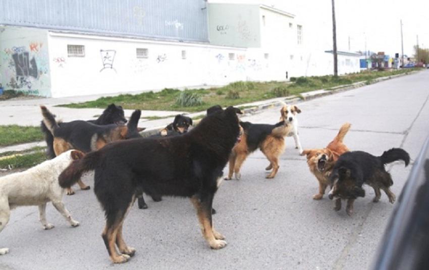perros