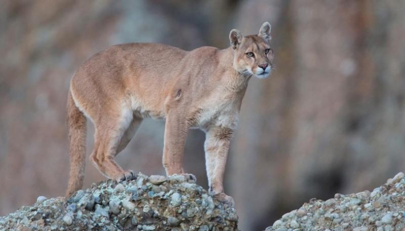 puma
