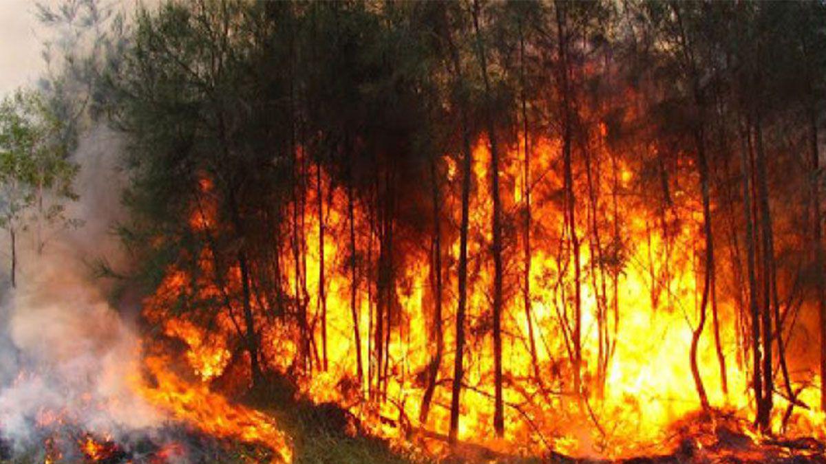 misiones-cuatro-incendios-activos-y-jujuy-tres-son-las-provincias-mas-afectadas-los-incendios-forestales-que-azotan-hace-meses-el-pais