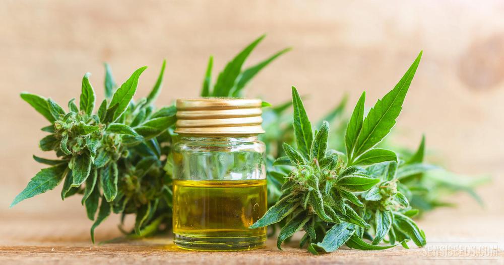 Aceite-cannabis