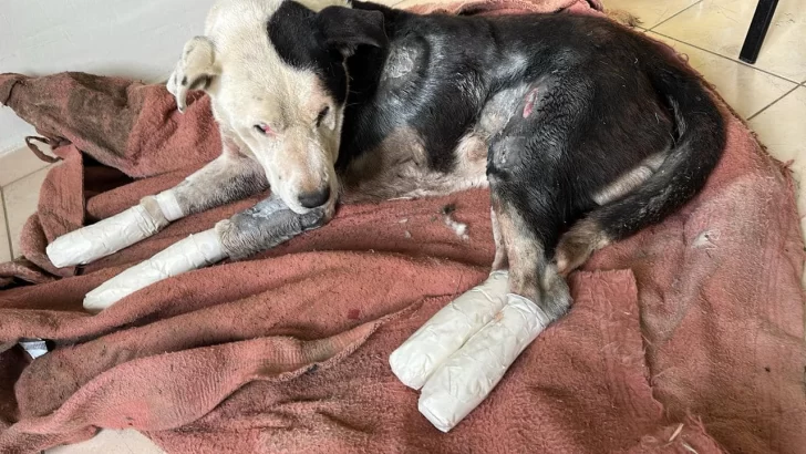 Valentin-perro-rescatado-4-728x410