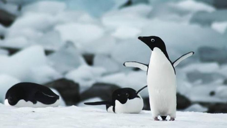 pinguinos