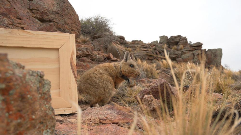 LIBERACION CAÑADÓN CARACOLES FRANCO BUCCI