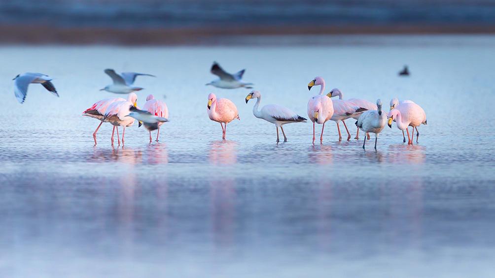 6060ca77a8897_1004x565